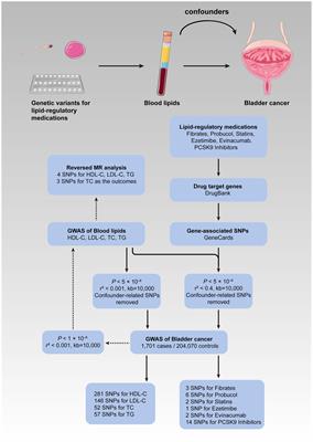 Blood lipids, lipid-regulatory medications, and risk of bladder cancer: a Mendelian randomization study